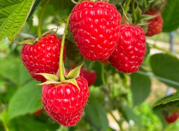 zbiory malin praca sezonowa zagranica 2025