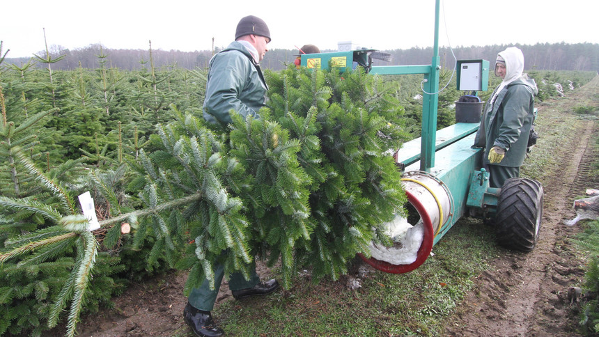plantacja choinek praca 2025