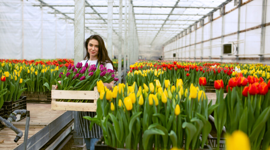 tulipany praca przy kwiatach Austria 2025