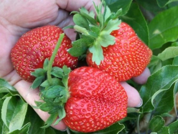 zbiory truskawek owoce sezonowa praca zagranica 2026