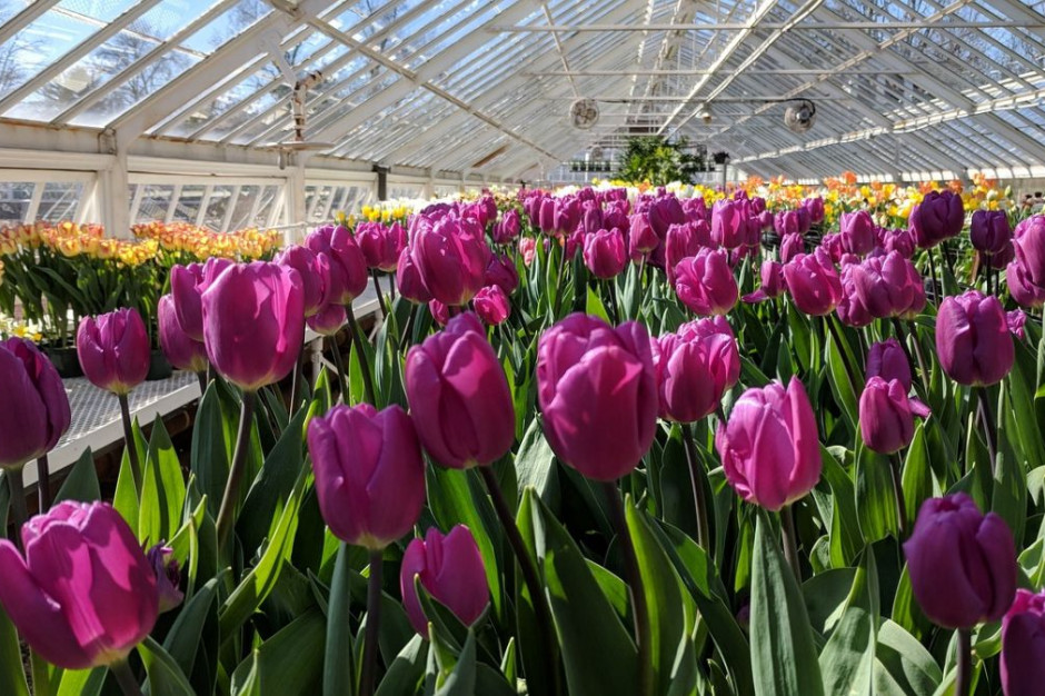 tulipany kwiaty w szklarni