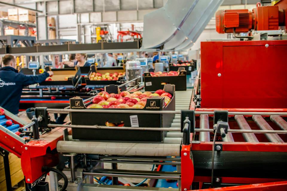 sortowanie-owocow-linia-produkcyjna1