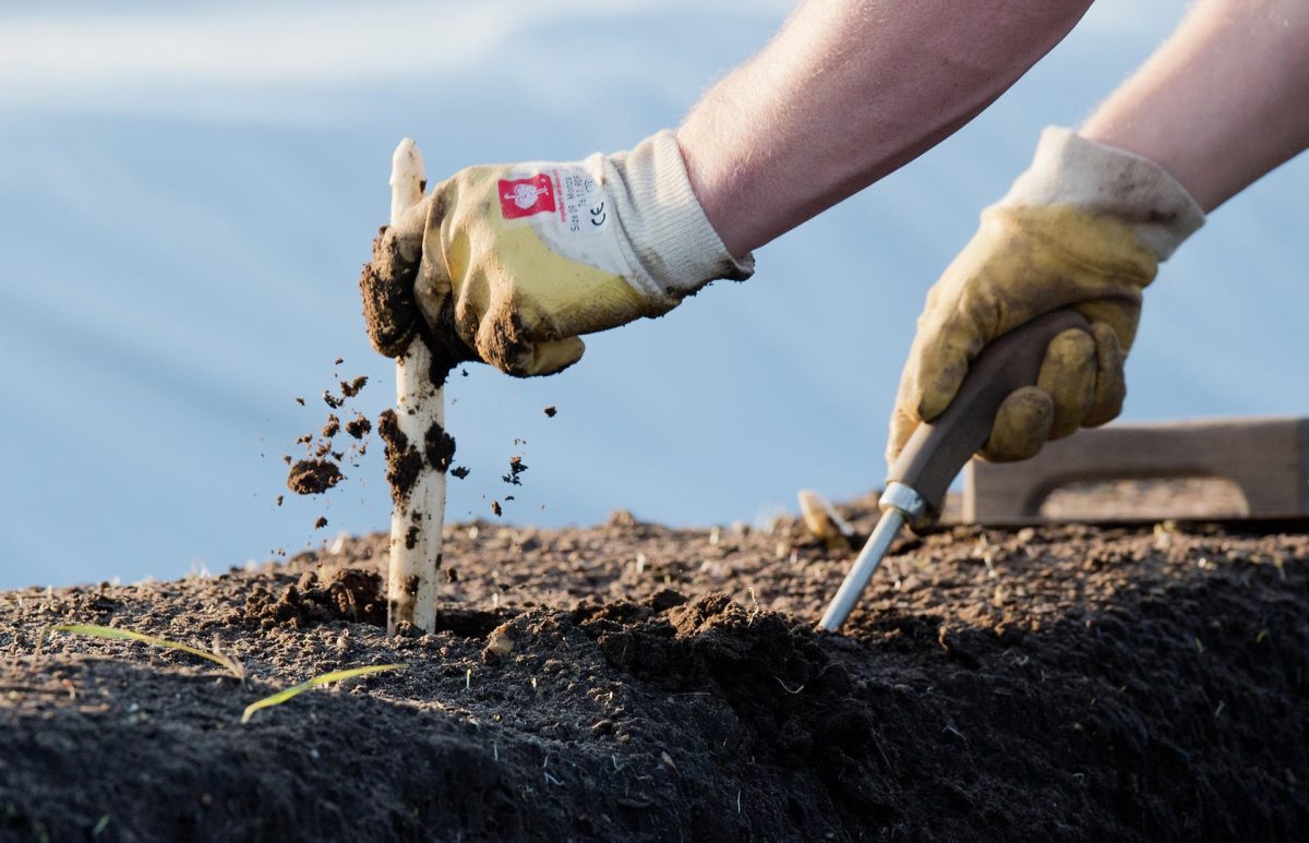 zbiory szparagów praca sezonowa Austria 2026