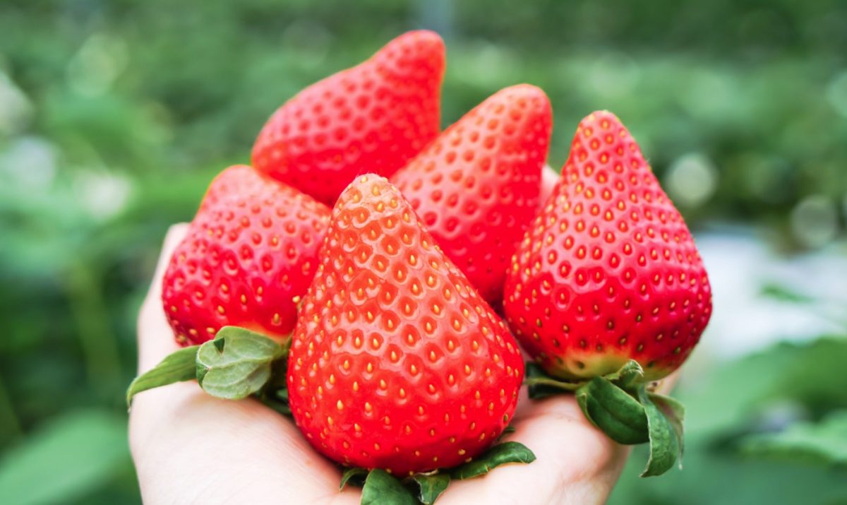 truskawki zbiory praca Austria 2026