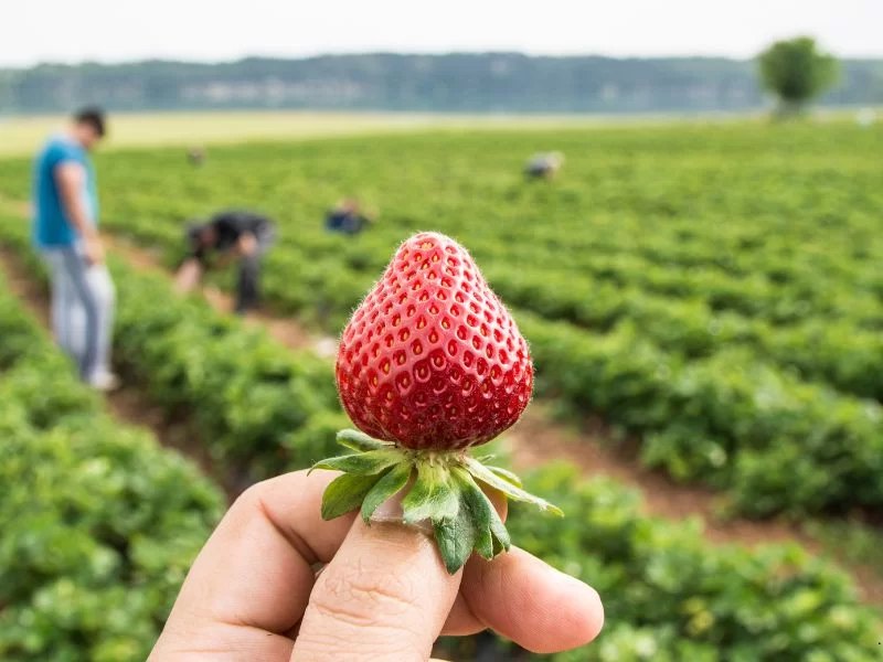 zbiory truskawek praca sezonowa 2026