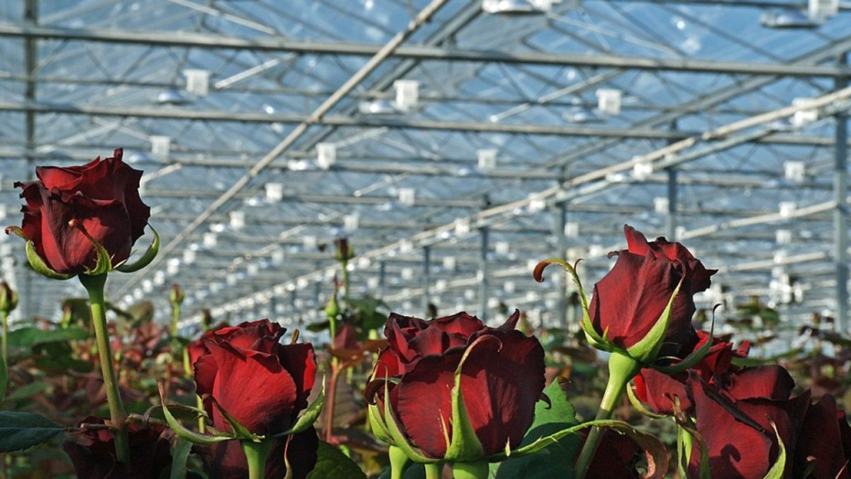 roze w szklarni praca Austria 2026
