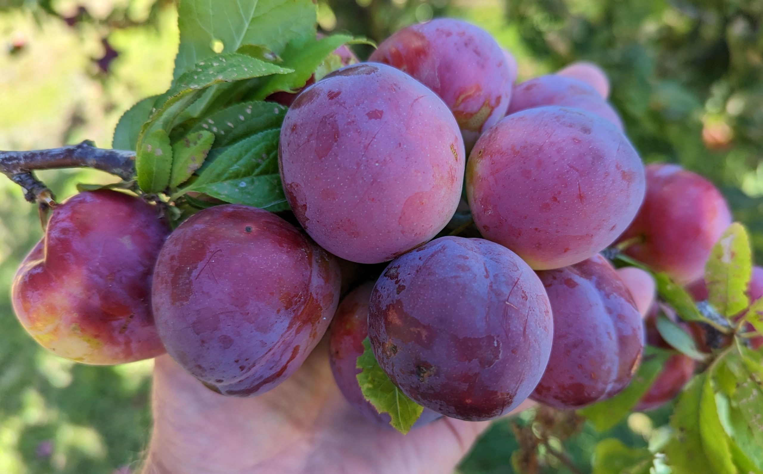 zbiory sliwek plum picking